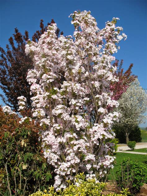 Roses Du Jardin Chêneland Prunus Serrulata Amanogawa