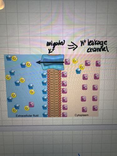 Ch Obj Equilibrium Potential Resting Membrane Potential