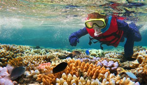 Tour In Das Great Barrier Reef Tauchen Schnorcheln Helikopterflug