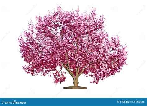 Magnolia blooming tree stock photo. Image of macro, botany - 5255422