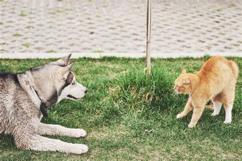 Cachorro E Gato Juntos Dicas Para Uma Boa Conviv Ncia