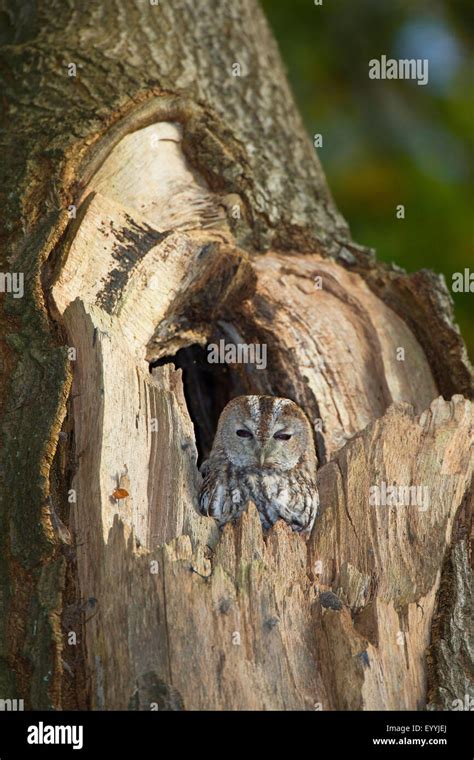 Eurasian Tawny Owl Strix Aluco Resting In A Tree Hole In The Daytime