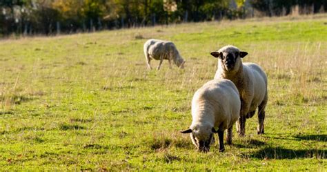 How Many Ewes Per Ram Is Ideal During Breeding Season