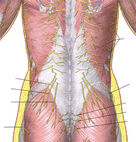 Posterior Abdominal Wall Muscles And Nerves Diagram Quizlet Sexiz Pix