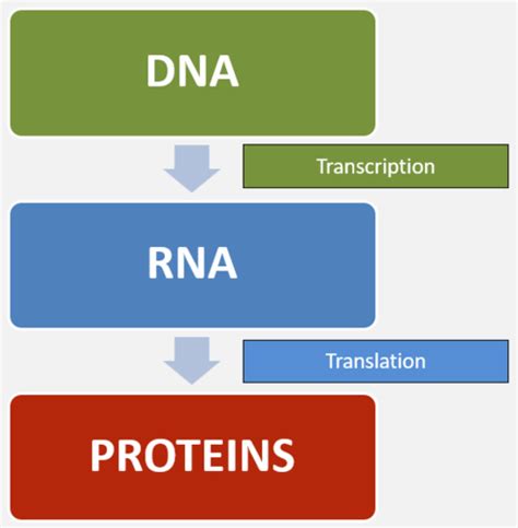 Structure And Function Of Dna Flashcards Quizlet