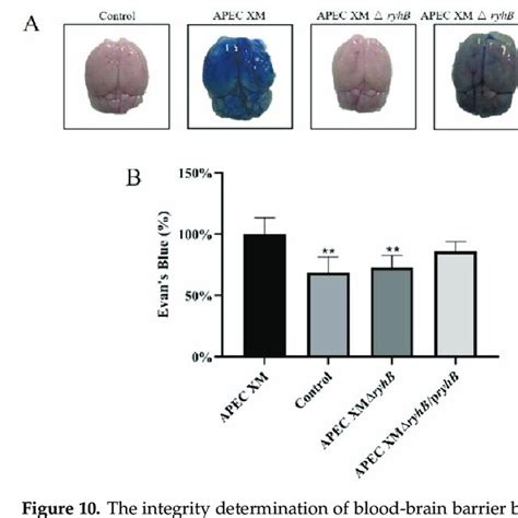 The Integrity Determination Of Blood Brain Barrier By EB Staining A