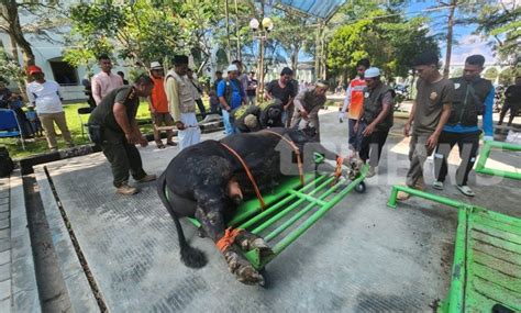 Masjid Agung Al Faruq Sembelih 13 Hewan Kurban Upnews Id