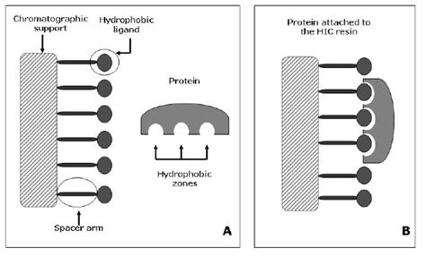 Protein Retention Mechanism In HIC A The Basic Structure Of A HIC