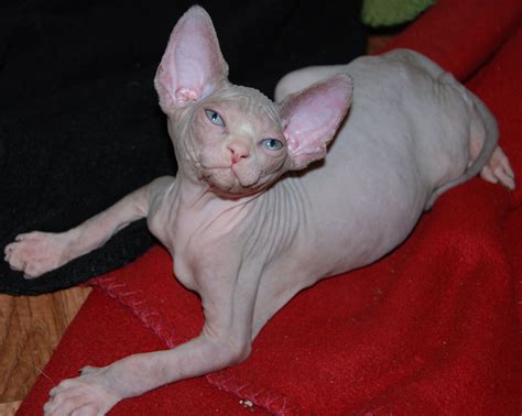 Black Sphynx Sphynx Kittens Hairless Kittens — Nocoatkitty Sphynx