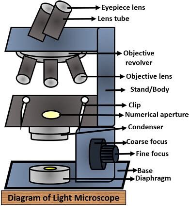 Difference Between Light And Electron Microscope With Comparison Chart