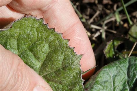 Petasites Pyrenaicus P Fragrans Farfaraccio Vaniglione Natura