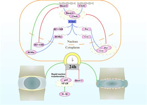 The Circadian Rhythm In Intervertebral Disc Degeneration An Autophagy Connectionexperimental