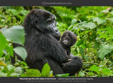 Uganda Safari 6 Day Uganda Primates And Wildlife Safari Experience