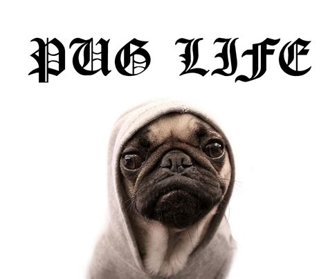 Tuesday Prompt: Pug Life, or How to Insert More Pug into Your Life – PRISM international