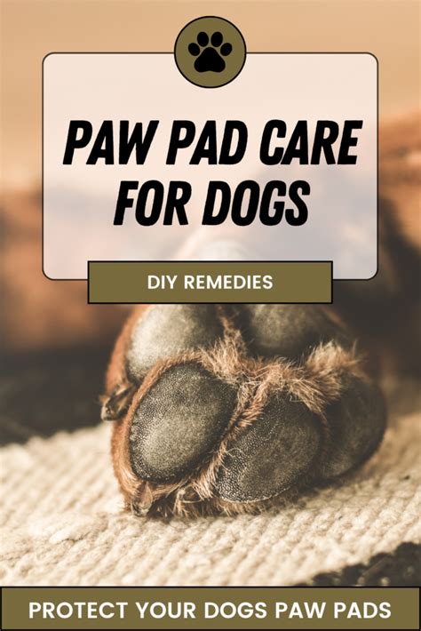 Do Dog Pads Grow Back Speed The Healing Process