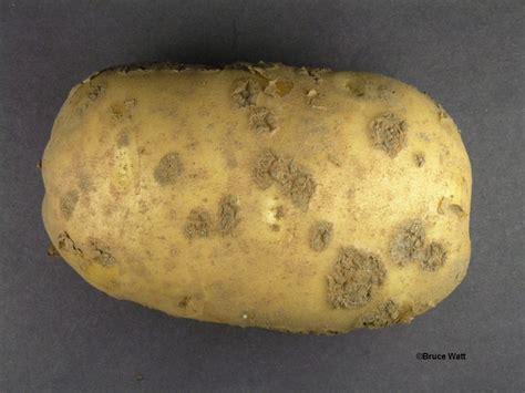 Potato - Common Scab - Cooperative Extension: Insect Pests, Ticks and ...