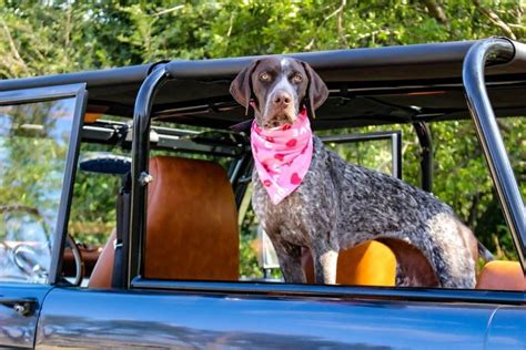 C Mo Viajar Con Tu Perro En El Coche Normas De Seguridad