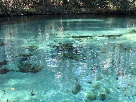 Weeki Wachee Springs Φλόριντα Κριτικές Tripadvisor