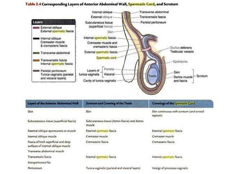 Acute Vs Chronic Scrotal Swelling