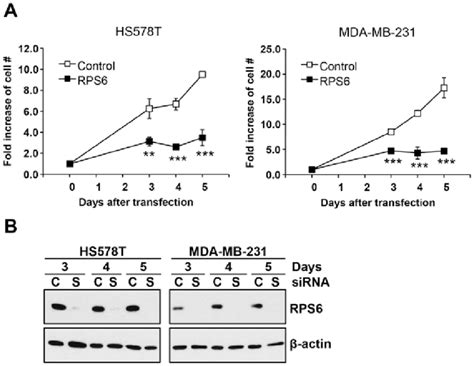 Knockdown Of Rps6 Reduces The Proliferation Of Tnbc Cells A Hs578t