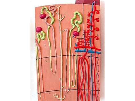 Urinary Nephron Diagram Quizlet