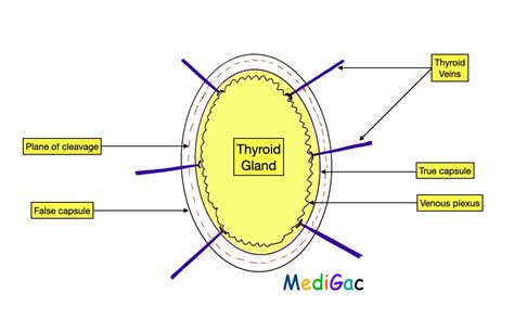 Let’s Know About The Thyroid Gland Anatomy Medigac