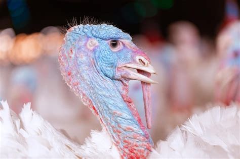 Premium Photo Turkeys Walking On A Free Range Farm Turkey Close Up