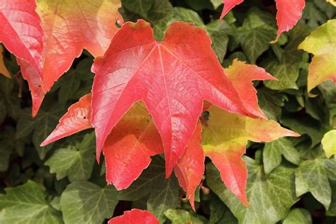 Parthenocissus Tricuspidata Veitchii Boston Ivy Caragh Nurseries