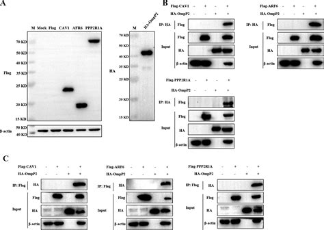 Turboid Screening Of The Ompp2 Protein Reveals Host Proteins Involved