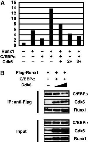 Cdk Blocks Transcriptional Synergy Of Runx With C Ebp A A