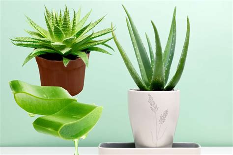 Ho In Casa Una Pianta Di Aloe Vera Me Ne Prendo Cura In Questo Modo