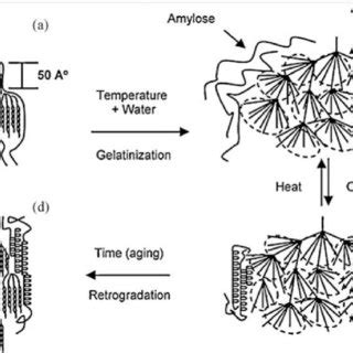 Schematic Representation Of The Phase Transitions Of Starch During