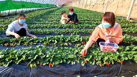 察布查尔锡伯自治县：大棚草莓熟了 乐了游客 富了果农 天山网 新疆新闻门户