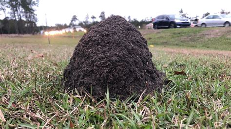 'Down with the ants:' Weather to blame for fire ant mounds