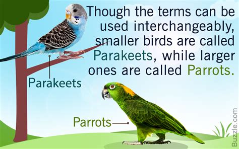 Unexpectedly Remarkable Differences Between Parrots and Parakeets