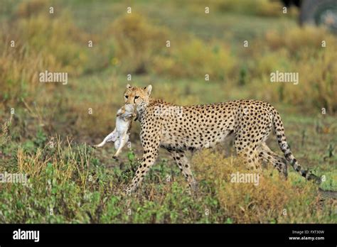 Cheetah Acinonyx Jubatus Ndutu Tanzania Hi Res Stock Photography And