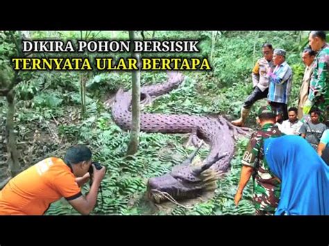 Geger Dikira Batang Pohon Bersisik Ternyata Ular Naga Bertapa YouTube