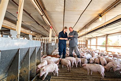 African Swine Fever Shaking The Agro World The Agrotech Daily