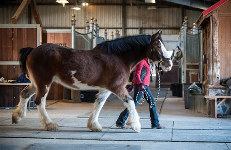 Horse Farm Photography – Nashville and Ocala » KT Ziegler Photography