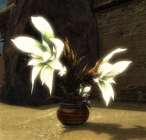 Potted Maguuma Lily Triple Bloom Guild Wars 2 Wiki GW2W