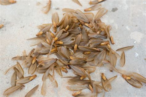 What Do Termite Eggs Look Like One Of The Areas You Can Look For Them