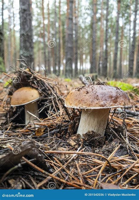 Cogumelos Boletus Edulis Crescem Em Florestas De Coníferas Antigas