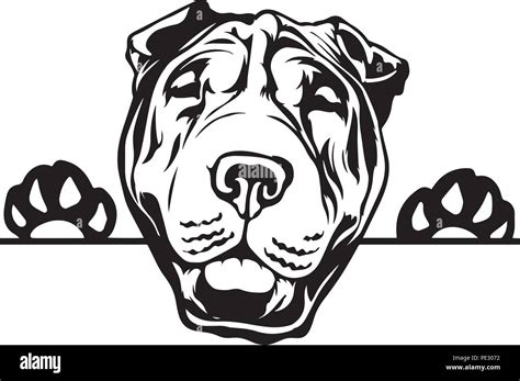 Shar Pei Dog Breed Pet Puppy Isolated Head Face Stock Vector Image