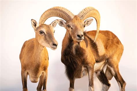 Two Esphahan Mouflons Ovis Orientalis Isphahanica Joel Sartore