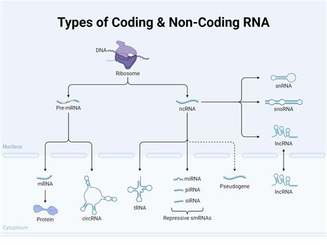 Types Of Coding And Non Coding Rnas Biorender Science Templates