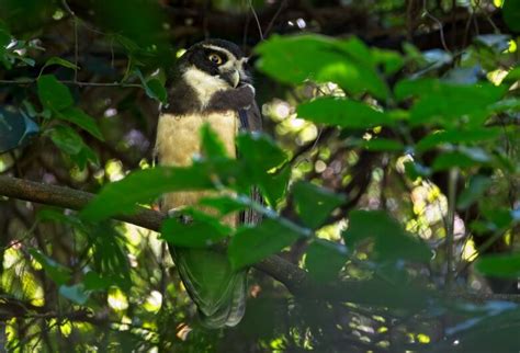 Grupo de observadores é surpreendido ao encontrar espécie de coruja