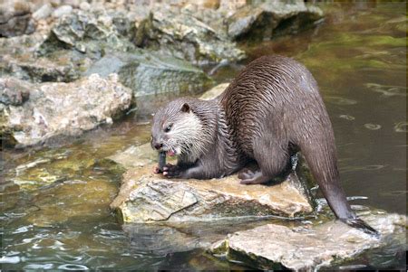 OTTER FEEDING – Smethwick Photographic Society