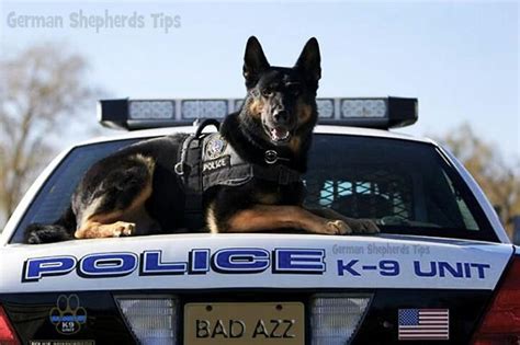 K 9 Unit K9 Police Dogs Pinterest