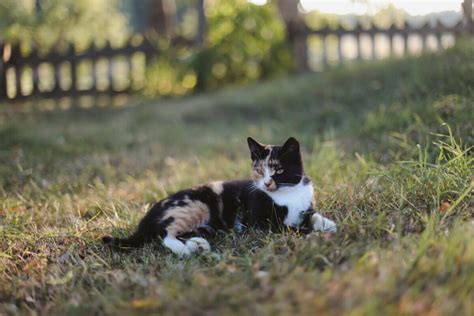 Calico Cat Names Best Choices Blog Of Tom