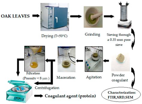 Use Of Extracted Proteins From Oak Leaves As Bio Coagulant For Water